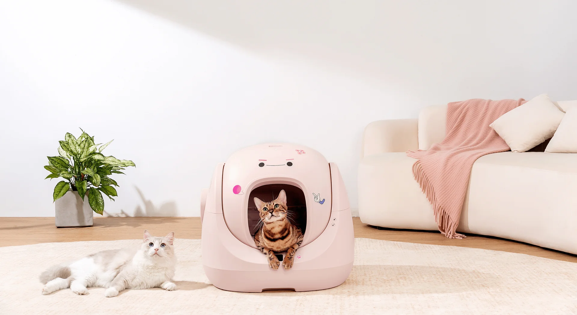 Smart Care for Happy Cats